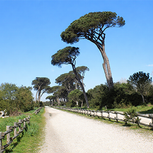 Quartiere Casal Bernocchi Roma