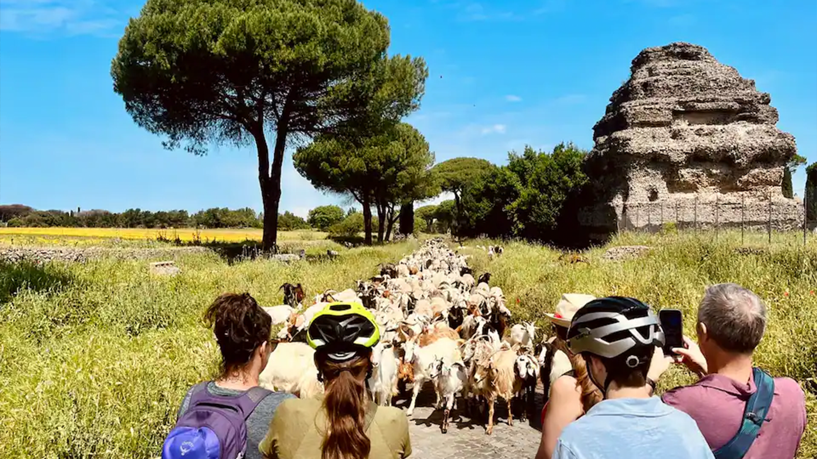 Paesaggio naturale del Parco della Caffarella con pecore al pascolo durante il tour in bici